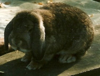 Deutsche Kleinwidder, grau