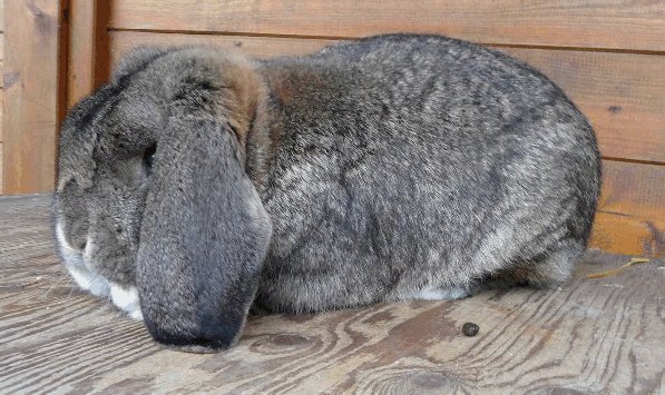 Deutsche Kleinwidder, grau